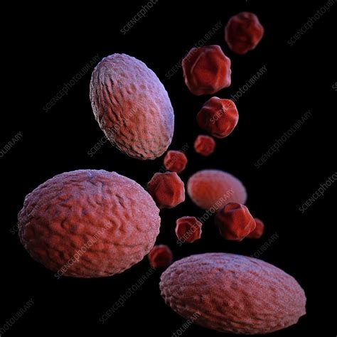Bacteria Chlamydia Psittaci - Chlamydia psittaci bacteria, illustration - Stock Image - C062/5168 ...