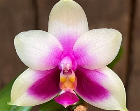 Phal Bellina X Sib Phal Species In Spike Fragrant Flowers Free