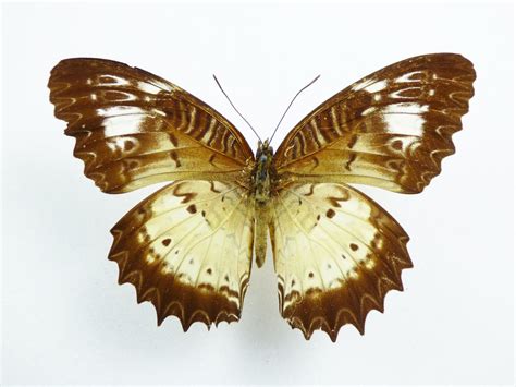 Cethosia Biblis Ssp Andamanica Female Aureus Butterflies And Insects