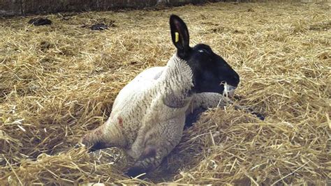 Key Lambing Diseases How To Prevent And Treat Them Farmers Weekly