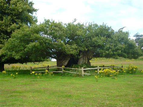 Queen Elizabeth Oak Cowdray Park Midhurst West Sussex Greenwich