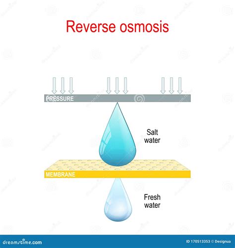 Osmosis And Reverse Osmosis Cartoon Vector 60319291