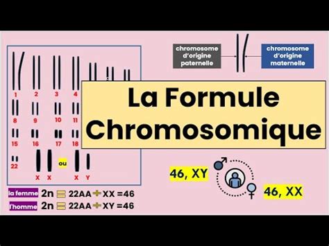 La Formule Chromosomique YouTube