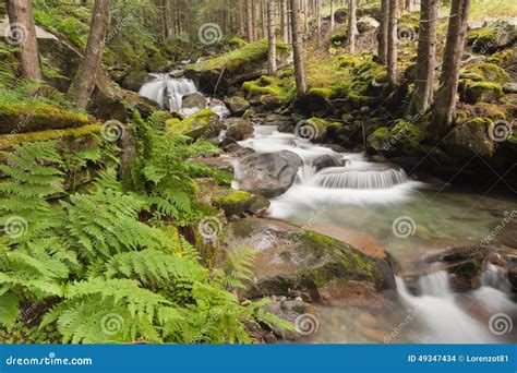 Alpine Stream Stock Photo Image Of Forest Mountain 49347434