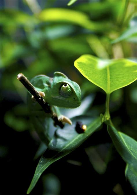 Free Images Nature Branch Leaf Flower Fly Wildlife Green