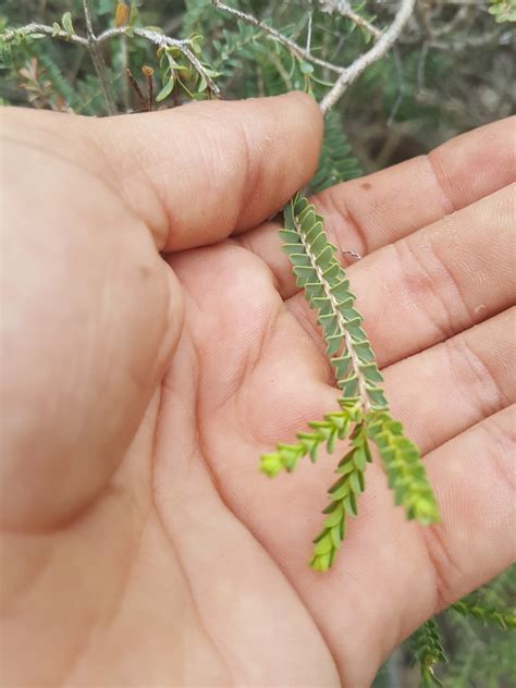 Slender Honey Myrtle In April By Kjell Knable Inaturalist