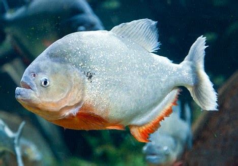 Piranhas attack beach in Brazil: 100 swimmers bitten in 1 weekend ...