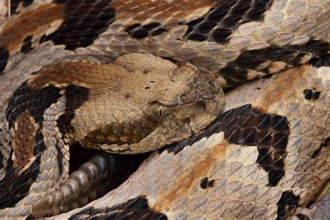 Crotalus horridus (Timber Rattlesnake) | Colorado County 05-… | Flickr