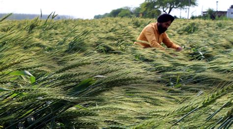 Wheat Crop Damage Punjab Agricultural University Squad Assesses