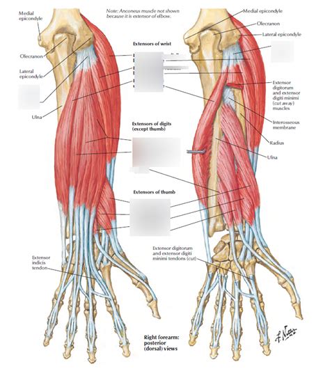 Extensor Indicis