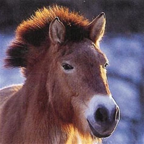 Le Monde Du Cheval Le Przewalski