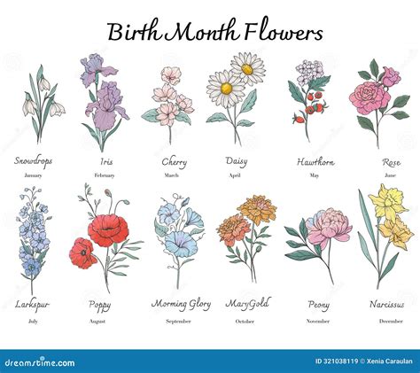 Birth Month Flowers Set Line Art Outline Birth Month Flowers Isolated On White Hand Painted