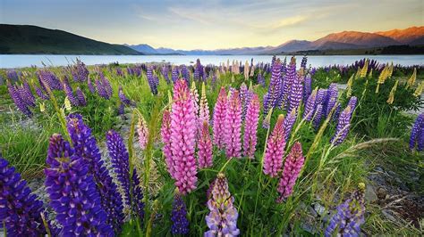 C Mo Cultivar Lupino Lupine Flowers Planting Flowers Plants