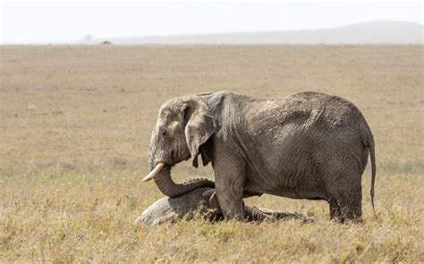 20+ Elephant Mourn Stock Photos, Pictures & Royalty-Free Images - iStock