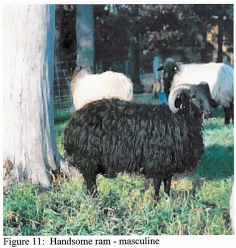 JUDGING KARAKUL SHEEP