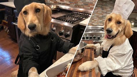 This golden retriever has 'cooked' more than 400 meals. Here's how the ...