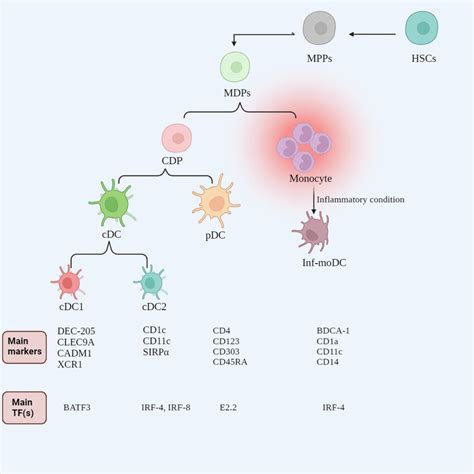 Different Dc Subsets And Their Characteristics Pdc Cdc Modc The