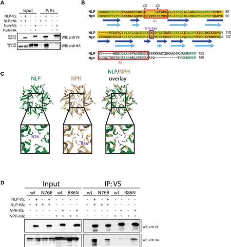 Figure 1 From Oligomerization Of Drosophila Nucleoplasmin Like Protein