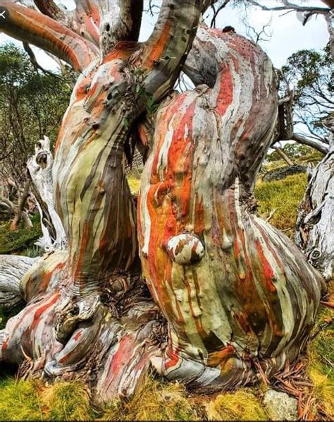 Ancient Snow Gum Tree Eucalyptus Pauciflora