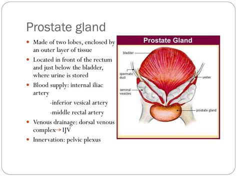 Prostate Gland Structure