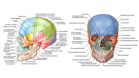 Anatomia Ossos E Nervos Cr Nio Anatomia De Cabe A E Pesco O