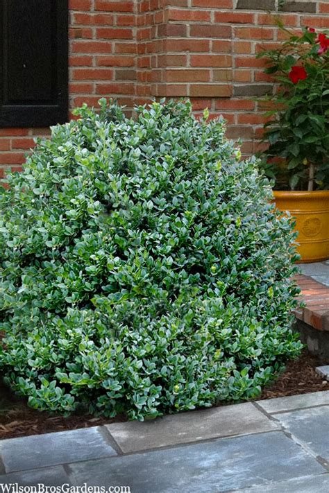 Buy Gordo Big Leaf Boxwood Free Shipping Wilson Bros Gardens 5