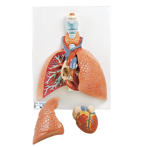 Lung Model Anatomy