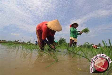 Petani Padi Rias Terancam Gagal Panen Antara News Bangka Belitung