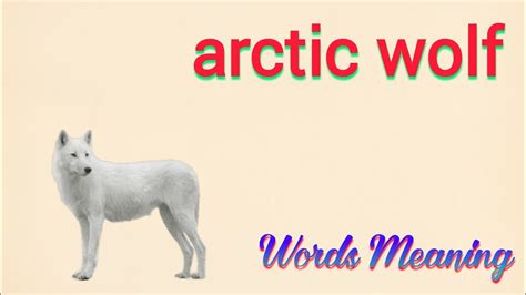 Arctic Wolf Meaning In Hindi Arctic Wolf Ka Matlab Kya Hota Hai