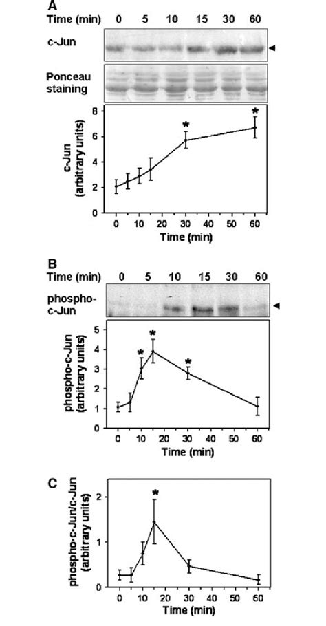 PE promotes phosphorylation of c-Jun(Ser-63) and up-regulation of c-Jun ...