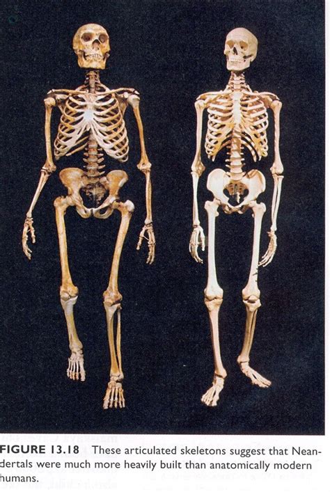 Neanderthal vs Modern Human | Skull anatomy, Hominid, Neanderthal