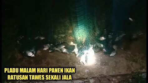 Pladu Kali Ini Dapat Ikan Banyak Pesta Ikan Di Bengawan Solo Untuk