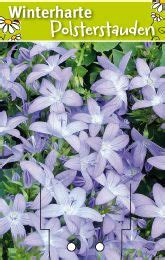 Campanula Poscharskyana Blauranke Glockenblume Winterharte