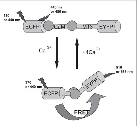 Fluorescence Resonance Energy Transfer FRET Between The Two