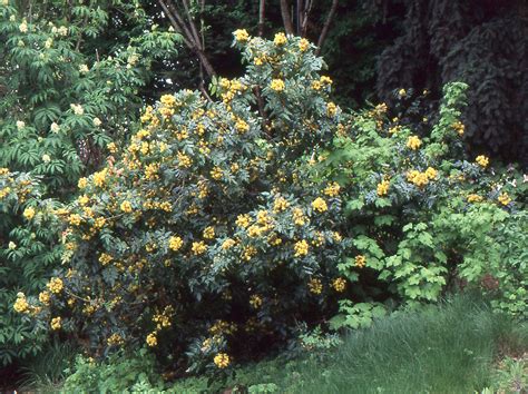 Mahonia aquifolium | Landscape Plants | Oregon State University