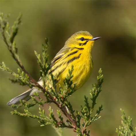 Prairie Warbler Prairie Garden Trust