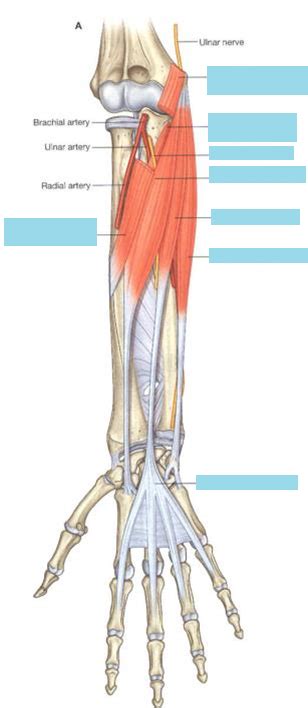 Anterior Forearm Superficial Diagram Quizlet