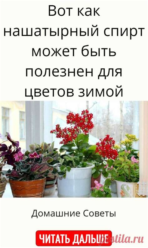 Вот как нашатырный спирт может быть полезнен для цветов зимой ...