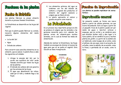 Pdf Triptico Funciones De Las Plantas Dokumen Tips The Best Porn Website