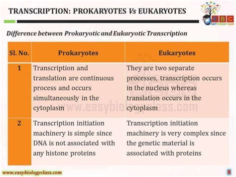 Difference Between Prokaryotic And Eukaryotic Transcription Ppt