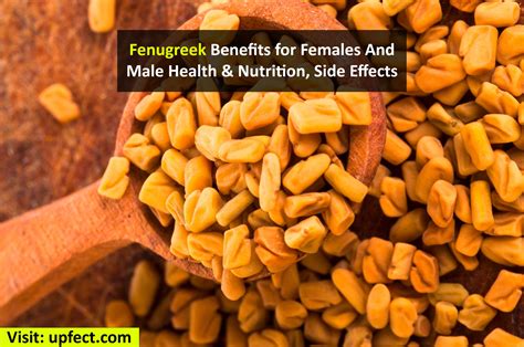 Fenugreek Benefits For Females Male Health Nutrition Side Effects