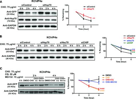 Co Chaperone Chip Of Hsp Targets Kchip A For Proteasomal Degradation