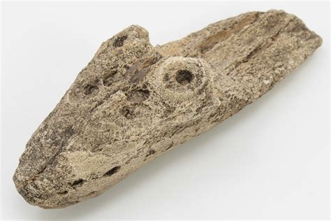 5" Fossil Mosasaur (Tylosaurus) Premaxillary - Kansas (#197479) For Sale - FossilEra.com