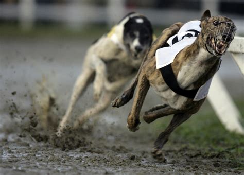 Corridas de Galgos Tudo o que você tem que saber sobre a prática