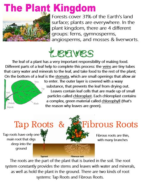 The Plant Kingdom Leaves Tap Roots And Fibrous Roots Anchor Chart