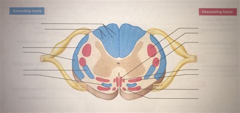 Cross Section Of Spinal Cord Showing Relative Positioning Of Major