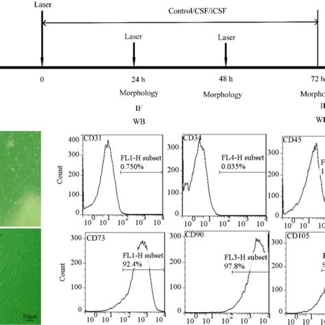 Huc Mscs Detection And Culture A The Route Of Induced Differentiation Download Scientific