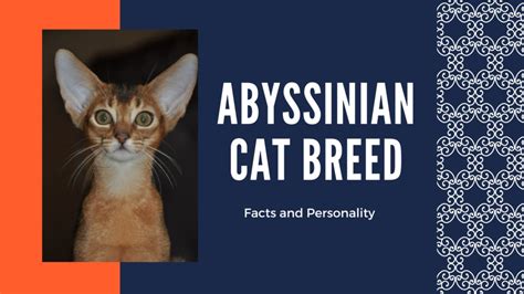 Abyssinian cat character