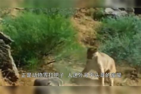 獾哥说生死看淡不服就干不仅胆大智商还高 生死 智商