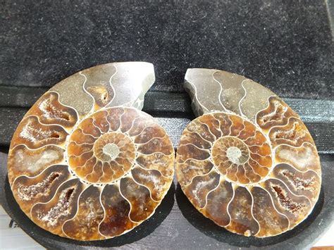 Ammonite Mollusque C Phalopode Fossile Grammes Chf Kaufen Auf